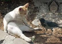 cat and crow