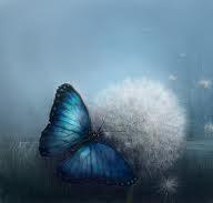 butterfly and dandelion butterfly and dandelion