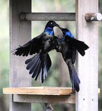 two grackles